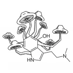 Psilocybe Cubensis