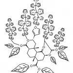 Salvia Divinorum