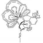 Papaver Somniferum