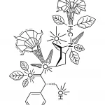 Solanales Datura