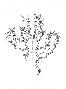 Echinopsis Pachanoi