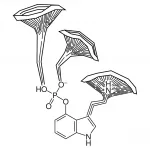 Gerronema Solidipes